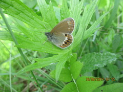 Coenonympha hero
