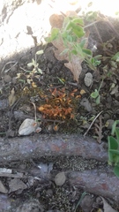 Funaria hygrometrica