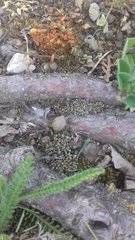 Funaria hygrometrica