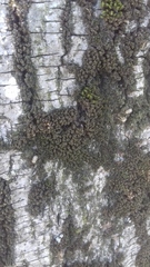 Syntrichia papillosa