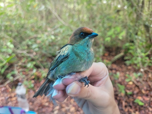 Black-backed Tanager