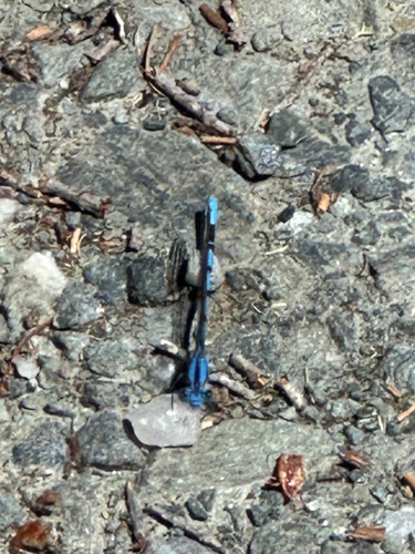 iNaturalist observation photo of Vivid Dancer