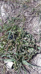 Takhtajaniantha crispa