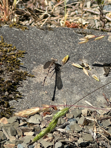 iNaturalist observation photo of Dancers
