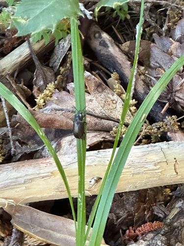 iNaturalist observation photo of Platyceroides thoracicus