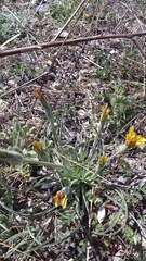 Pseudopodospermum molle