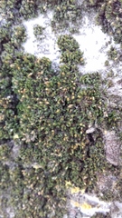 Orthotrichum diaphanum