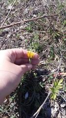 Pseudopodospermum molle