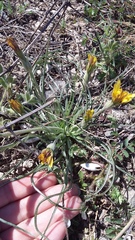 Pseudopodospermum molle