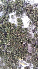 Orthotrichum diaphanum