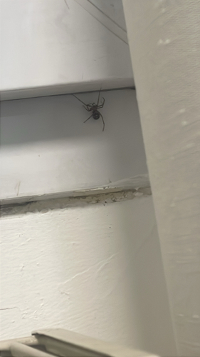 False Black Widow