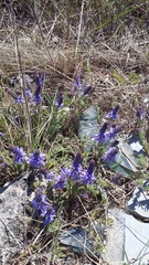 Veronica capsellicarpa