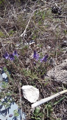 Veronica capsellicarpa