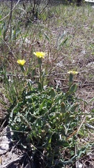 Takhtajaniantha crispa