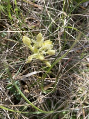 Orchis pauciflora