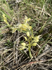 Orchis pauciflora
