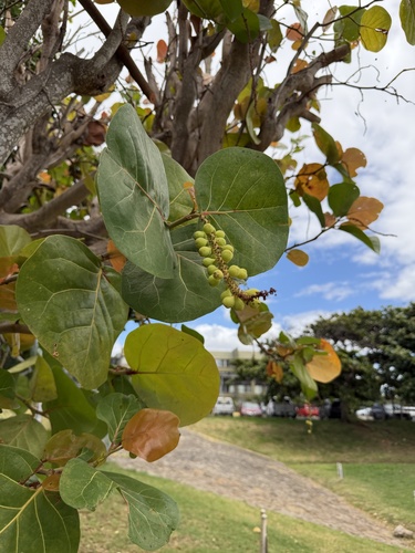 Coccoloba uvifera observed 2026-06-06