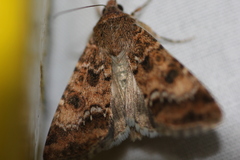 Heliothis punctifera