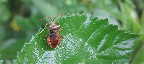 Dock Bug