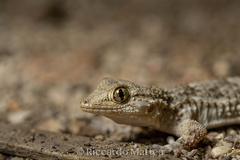 Tarentola mauritanica