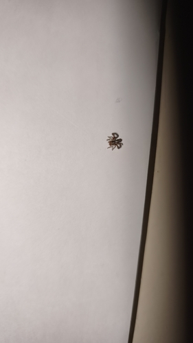 Beardfooted spider