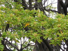 Machilus thunbergii