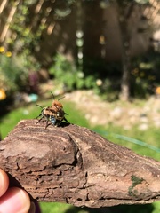 Osmia