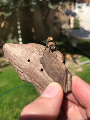 Osmia