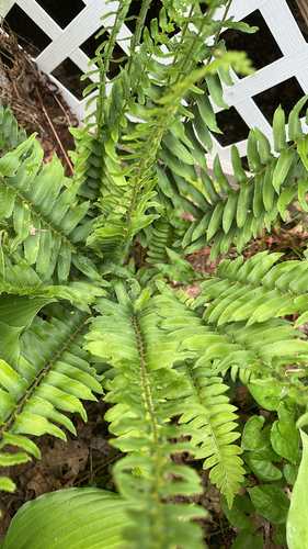 Christmas fern