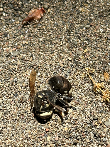 iNaturalist observation photo of Bald-faced Hornet