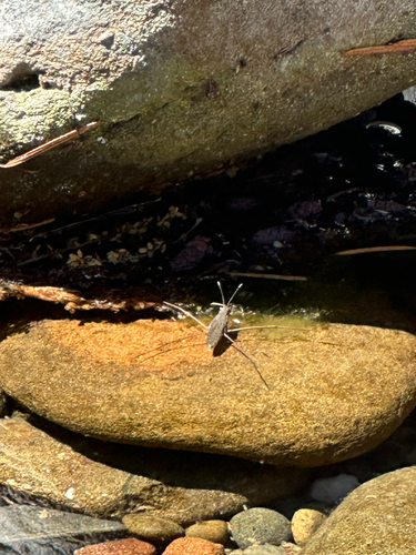 iNaturalist observation photo of North American Common Water Strider