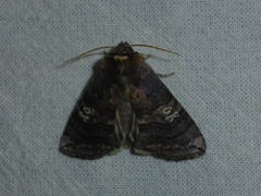 Tethea ocularis