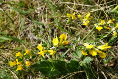 Chamaecytisus ratisbonensis