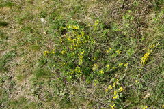 Chamaecytisus ratisbonensis