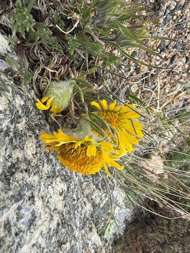 Hymenoxys grandiflora, photograph 6
