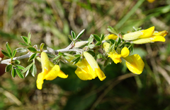 Chamaecytisus ratisbonensis
