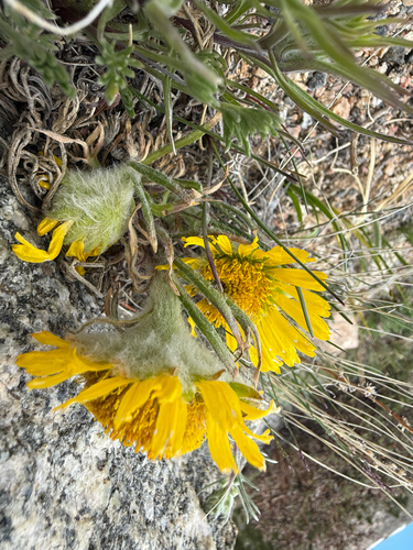 Hymenoxys grandiflora, photograph 5