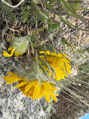 (c) Jared Lincenberg, some rights reserved (CC BY) Hymenoxys grandiflora, photograph (c) Jared Lincenberg, some rights reserved (CC BY)