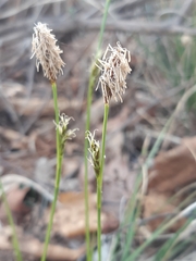 Carex longirostrata