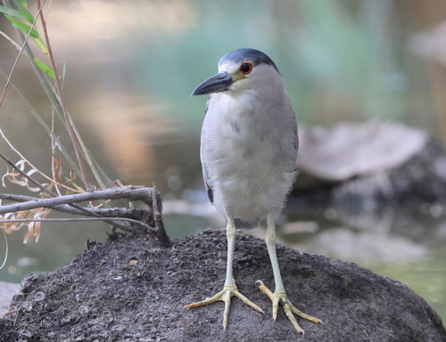 iNaturalist image