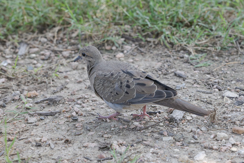 Carolinataube