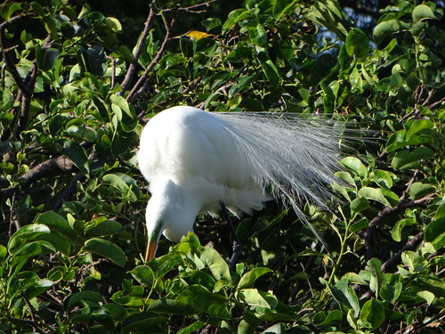 iNaturalist image