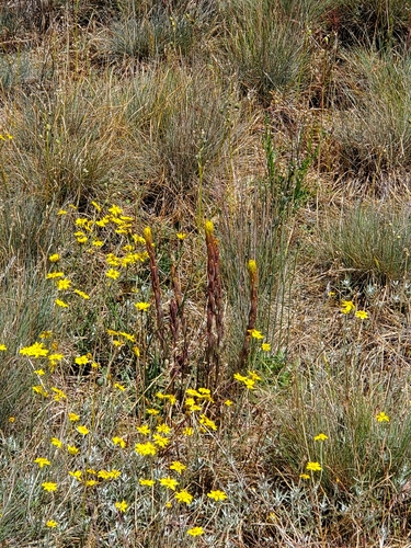 Castilleja levisecta, photograph 2