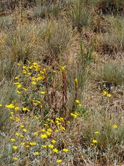 author not stated, no rights reserved Castilleja levisecta, photograph author not stated, no rights reserved