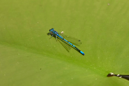 Azure Damselfly