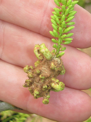 Asphondylia prosopidis