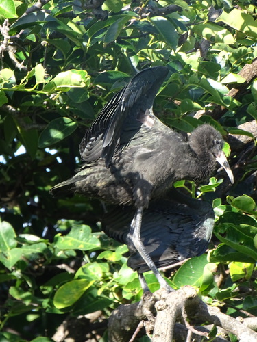 iNaturalist image