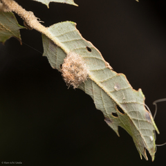 Disholandricus lasius