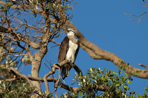 iNaturalist: (c) Olivia Boulous, some rights reserved (CC BY-NC), uploaded by Olivia Boulous iNaturalist image