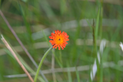 orange hawkweed